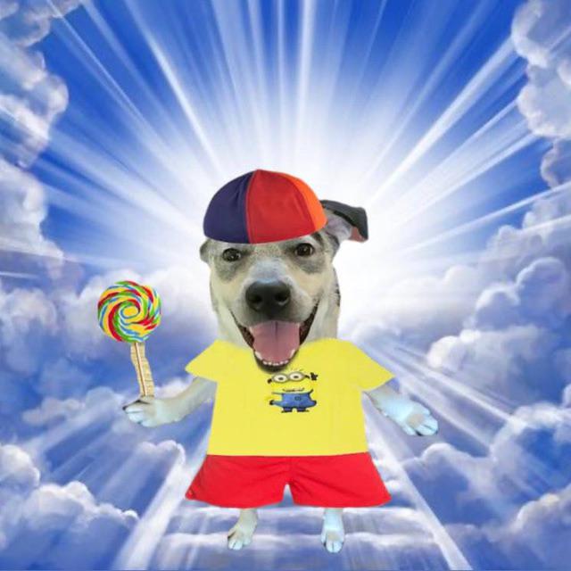 Dog in Minion Tee Goes Goofy Ahh Pictures