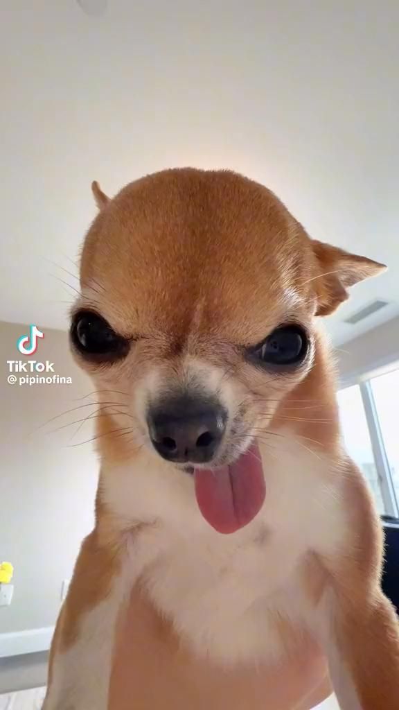 Goofy Ahh Chihuahua Sticks Tongue Out