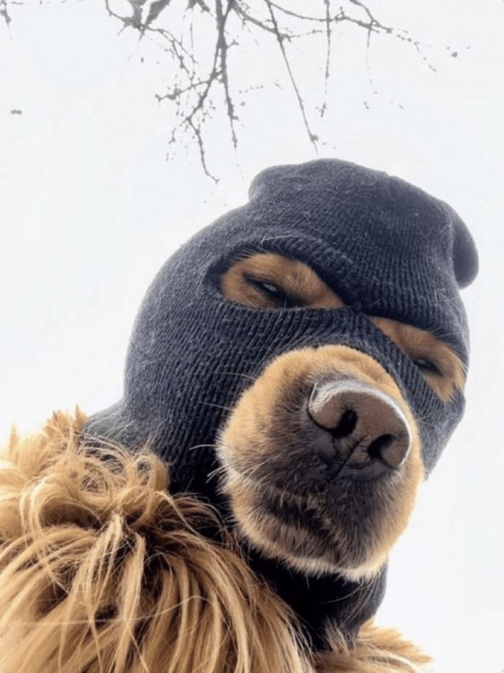 Goofy Ahh: dog in balaclava