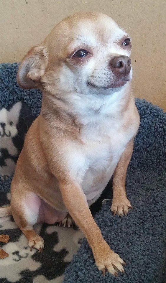 Goofy Ahh Dog on a Fuzzy Blanket