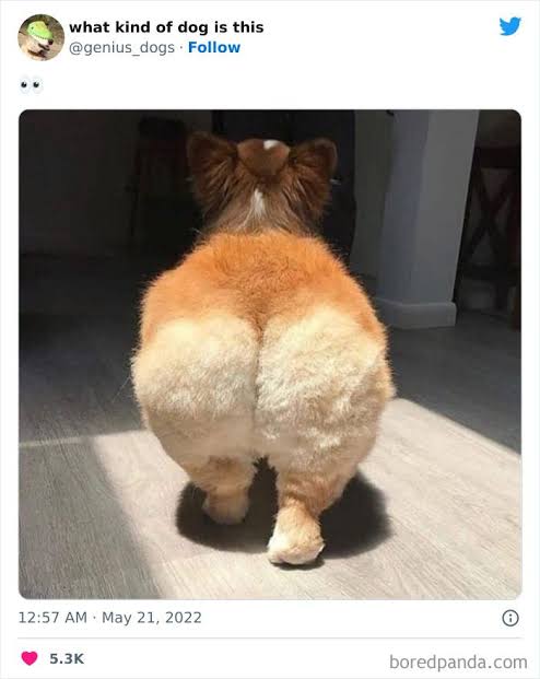 Goofy Ahh Pup: Round Butt Parade